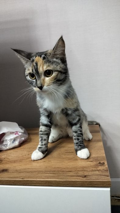 Кошка породистая