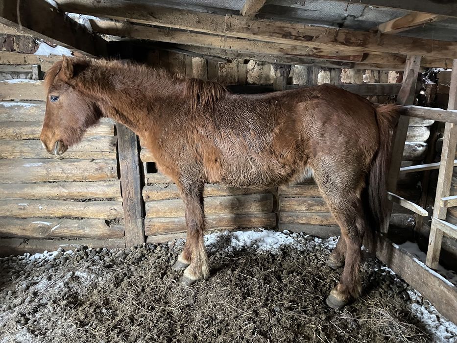 Продам кабылу 5 лет