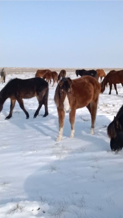 Бес қасқа тай сатылады.