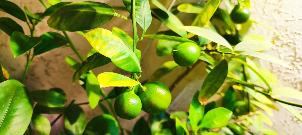 Продам черенки цитрусов