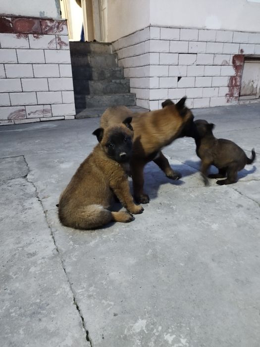 Продам малинуа бельгийский овчарка