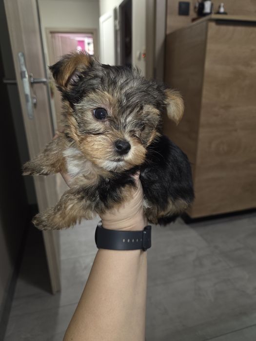 Кученцата мини йоркширски териер