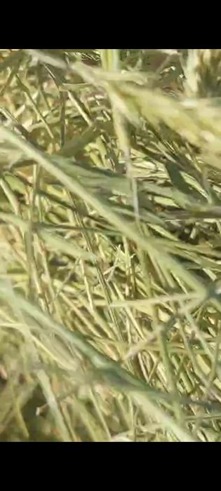 Продам сено житняк