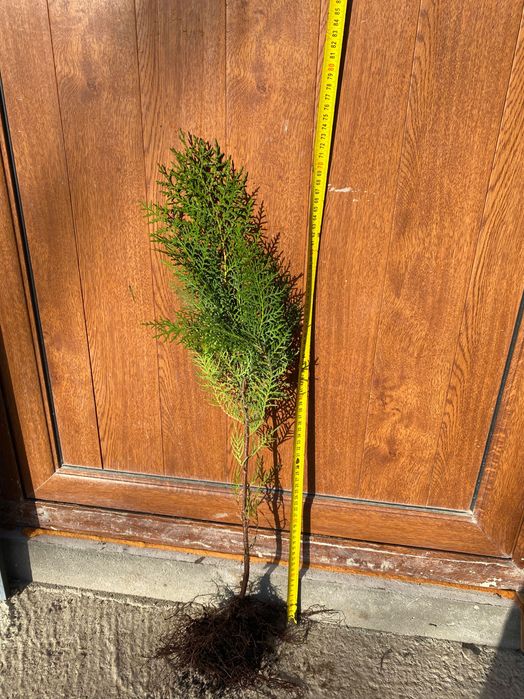 Продавам източна туя ...