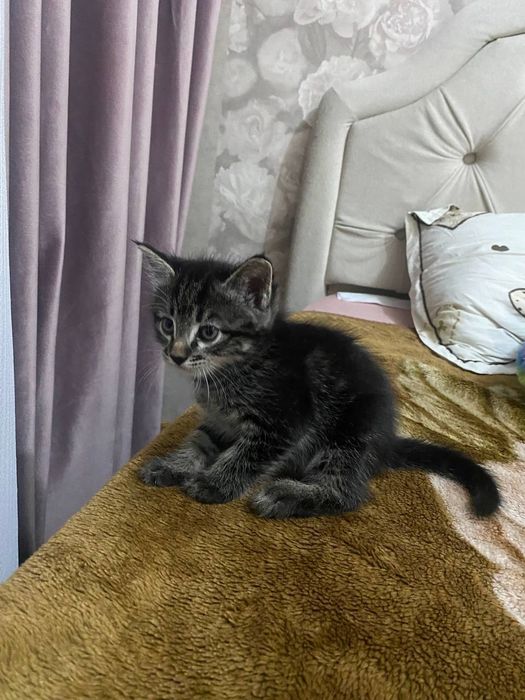 Котят отдадим в добрые руки