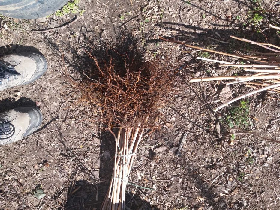 Drajoni de zmeura Cayuga, Willamette, Polana, Nuc, Mur, Coacaz, Aronia