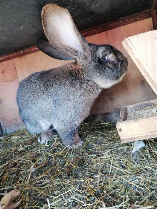 Berbec german și UG