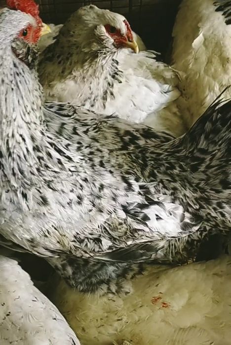 Домашние курочки