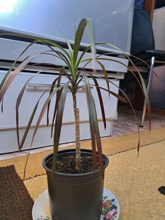 Драцена (комнатный цветок)