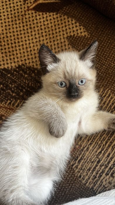 Девочка кошечка