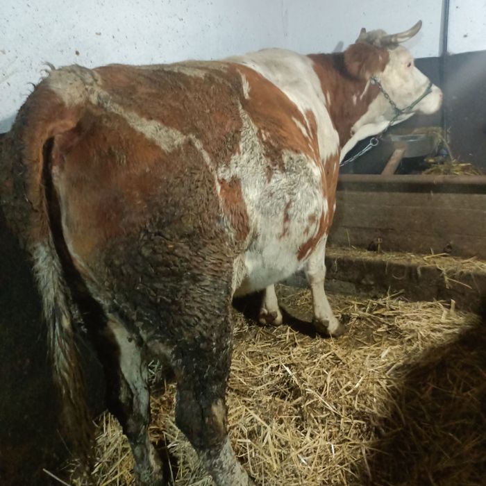 Vaca bălțată de vanzare