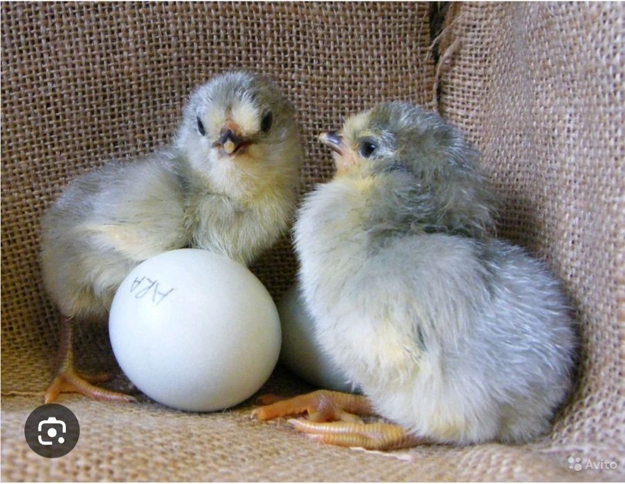 Цыплята амераукана