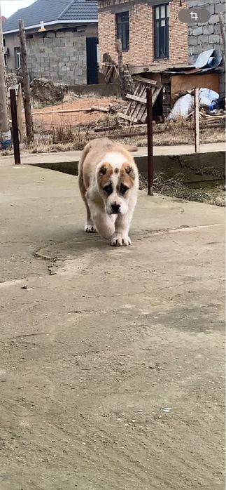 Щенок сао алабай кушык собака