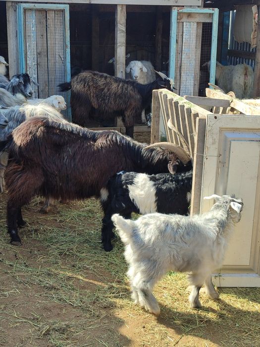 Коза с 2 козленком