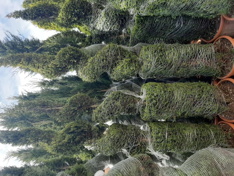 Vindem tuia brazi mesteacăn tei platan stejar frasin magnoli etc