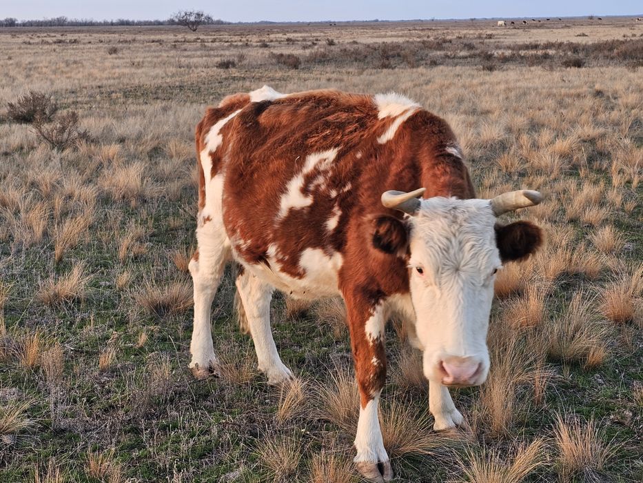 Продам корову 7 лет