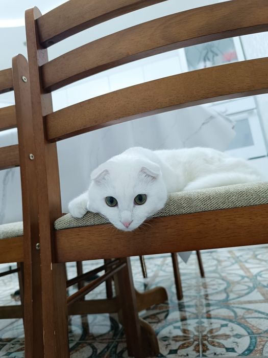 Вязка. Ищем породистого кота