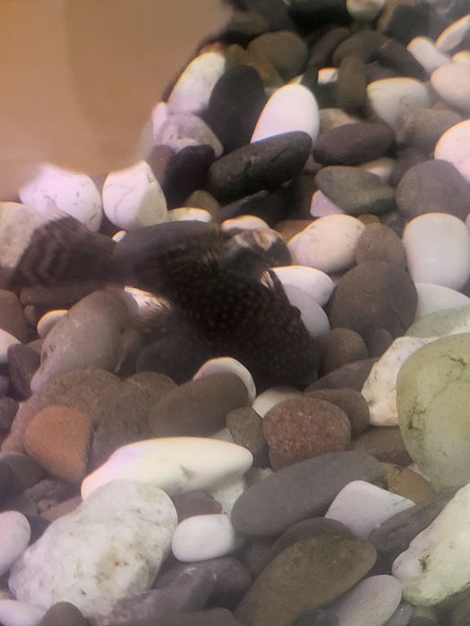 Продам сомиков анциструсов