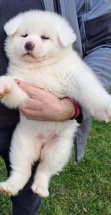 Японска акита ину