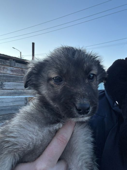 Ищем дом для щенят