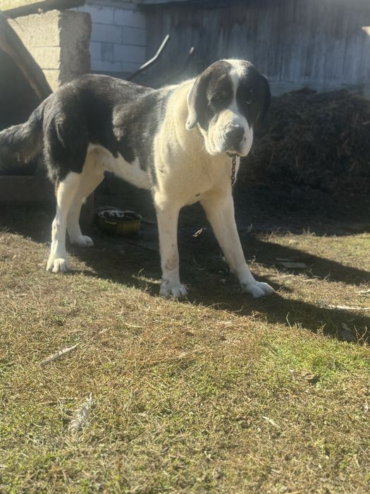 Vand / schimb Mascul asia centrala