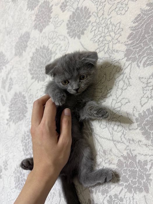 Котенок на продажу