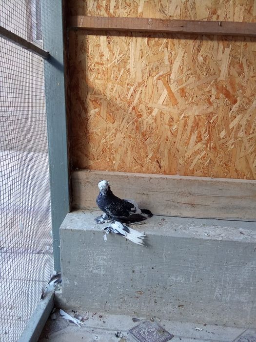 Голубь соч просто