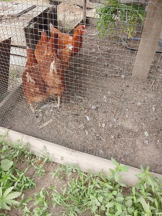 Продам куры домашние