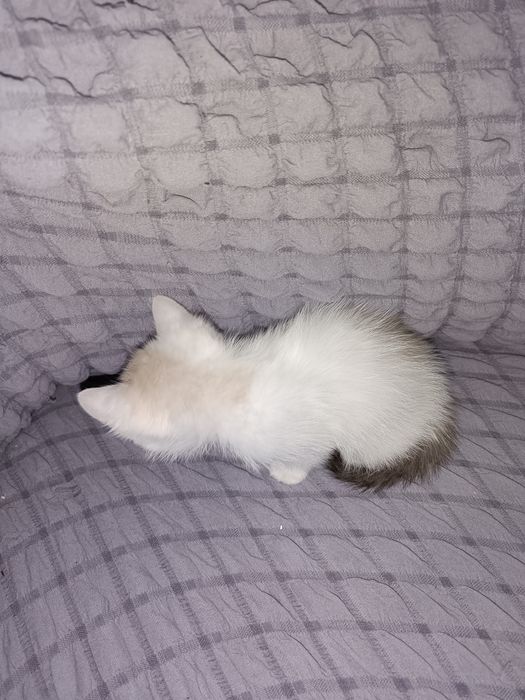 Rus jinsiy porno qul