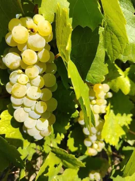Vând struguri pentru vin