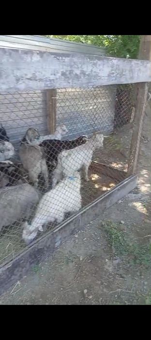 Продам  хороших козлят