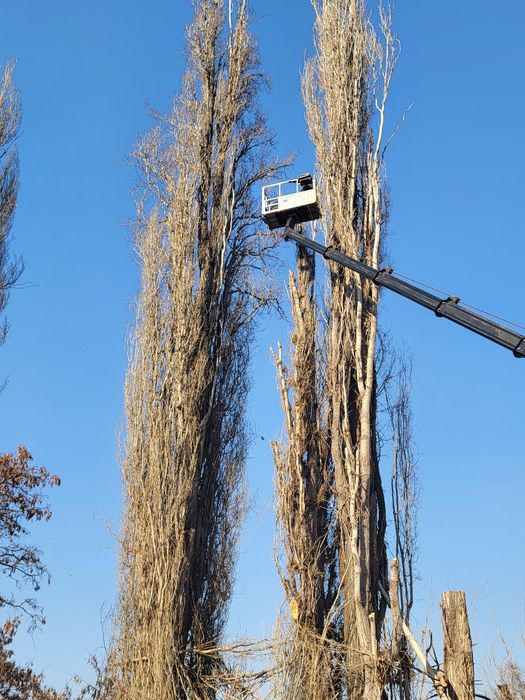 Спил деревьев обрезка плодовых деревьев