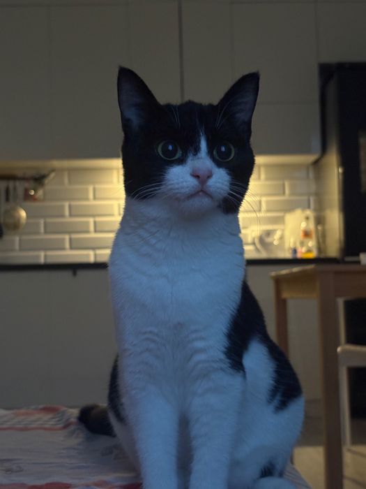 Котенок , годик , ласковая