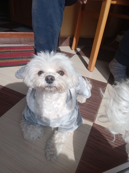 Vănd cătelusă Bishon maltez