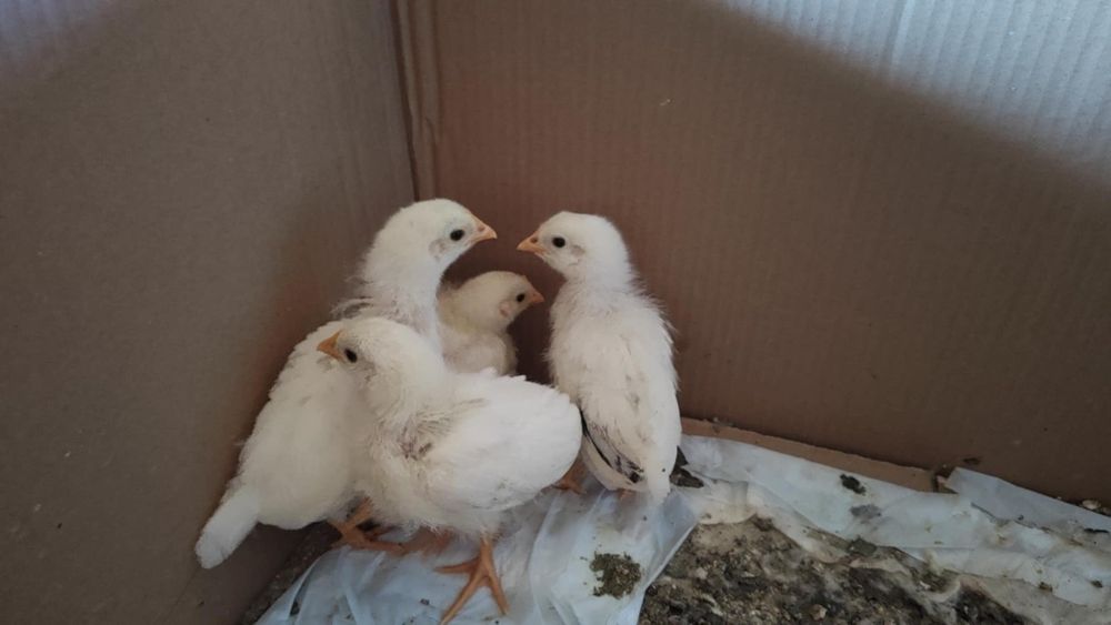 Новоизлюпени пиленца от инкубатор