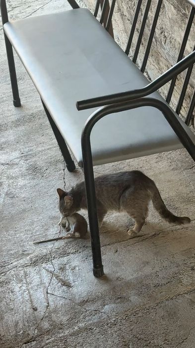 Отдам даром, котят.