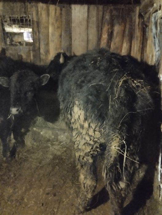 Продам быков годовалые