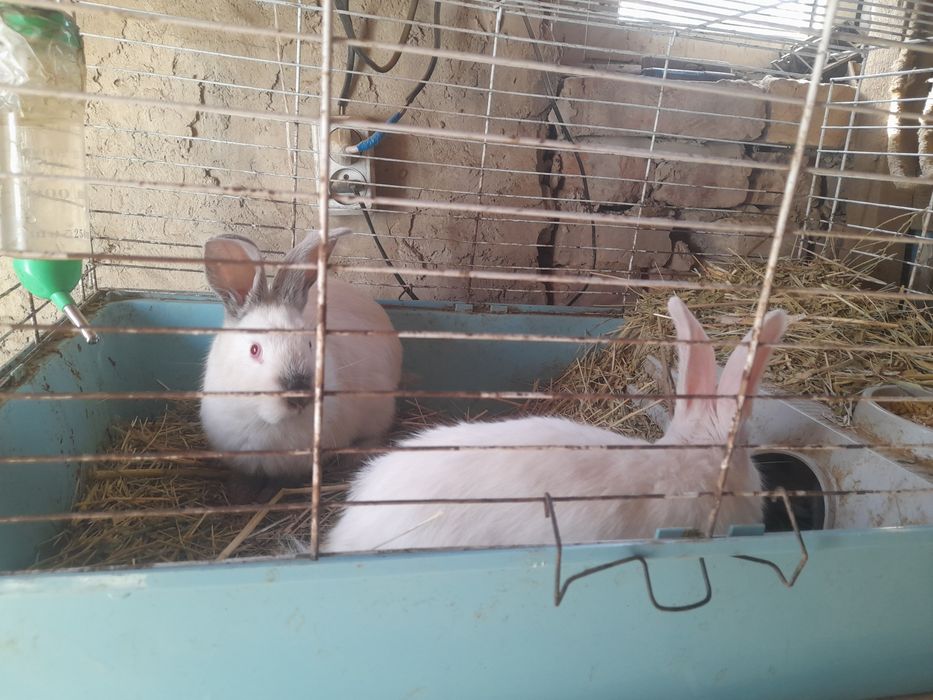 Красивые крольчата