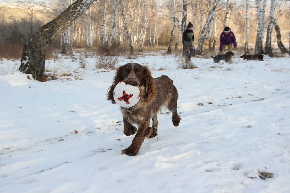 Русский Охотничий Спаниель Вязка.