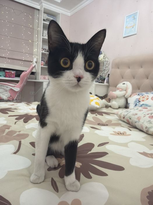 Подарю домик с кошечкой