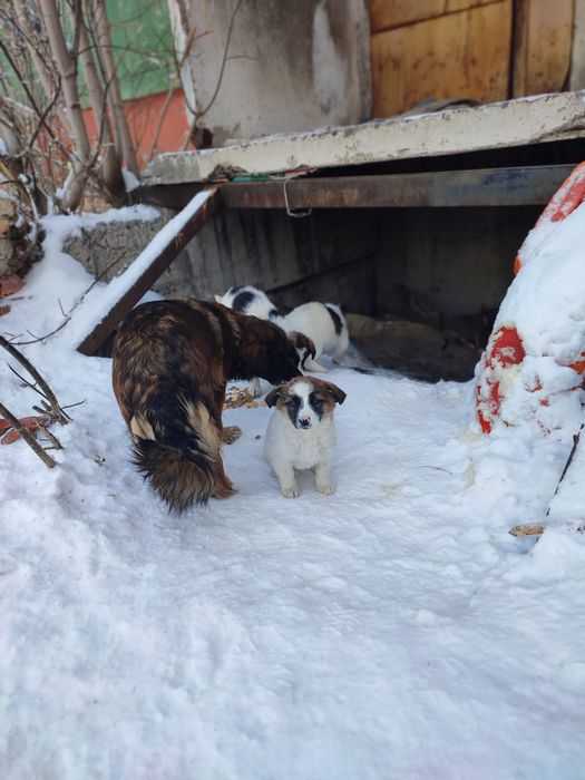 Щенки в добрые руки, бесплатно