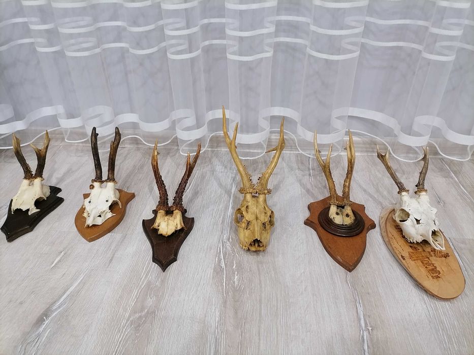 Еленови трофейчета