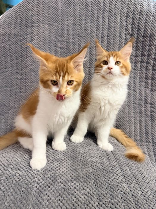 Кот мейн-кун, в разведенте