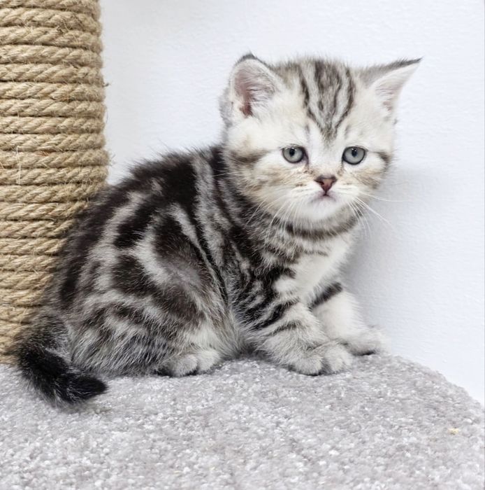 ПрЯмоуХий кОтик ШотЛанДскиЙ