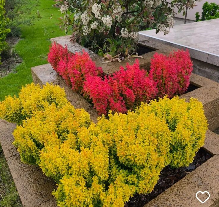 Барбарис- декоративный кустарник