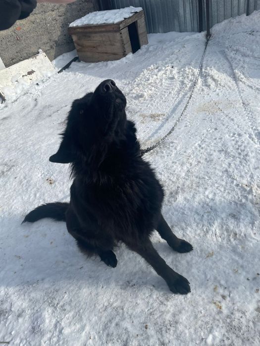 Отдам немецкую овчарку