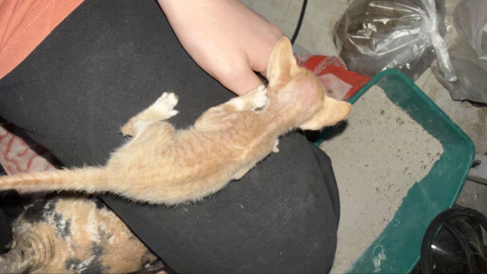 Котята канадского сфинкса