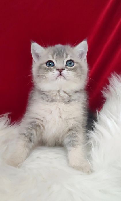 Продается чистокровный котенок мальчик