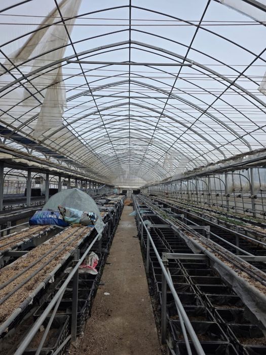 Продам Типлицу тепличный комплекс