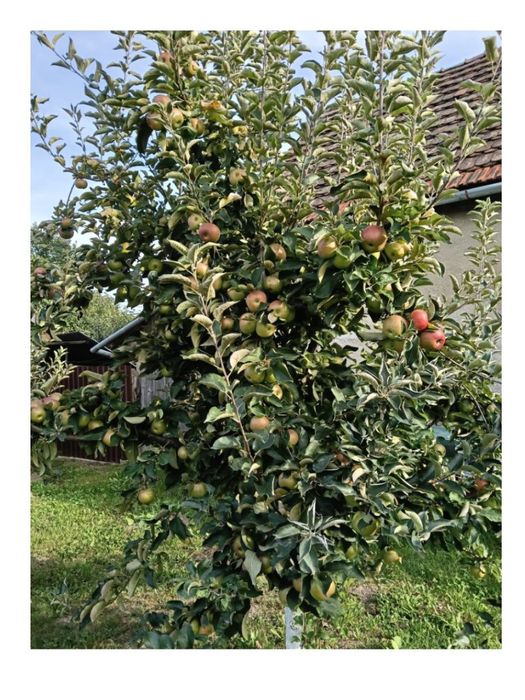 Toaletare Pomii Fructiferi